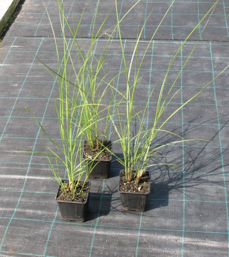 Miscanthus sinensis 'Gracillimus'